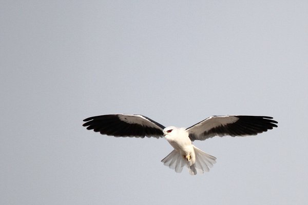 미등록(미기록)Black-winged kite